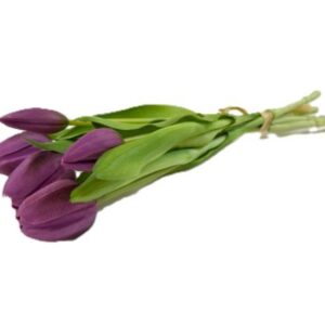 Tyssi við 5 stk Tulipanir Lilla